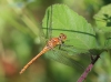 IMG_6938 Sympetrum sanguineum female